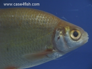 Foto Galerie/Cypriniformes/Cyprinidae/Blicca bjoerkna/Blicca bjoerkna_05_S.jpg